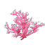 Pink Coral Bush
