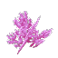 Violet Coral Bush