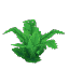 Fern