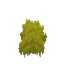 Yellow Moss