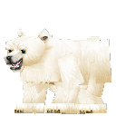 Bear Polar