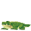 Crocodile