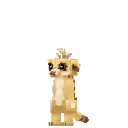 Meerkat